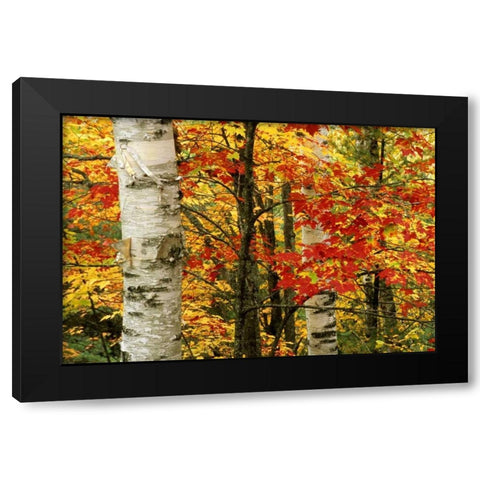 MI, White paper birch tree trunks amid red maple Black Modern Wood Framed Art Print by Carlson, Mark