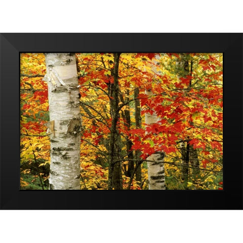 MI, White paper birch tree trunks amid red maple Black Modern Wood Framed Art Print by Carlson, Mark