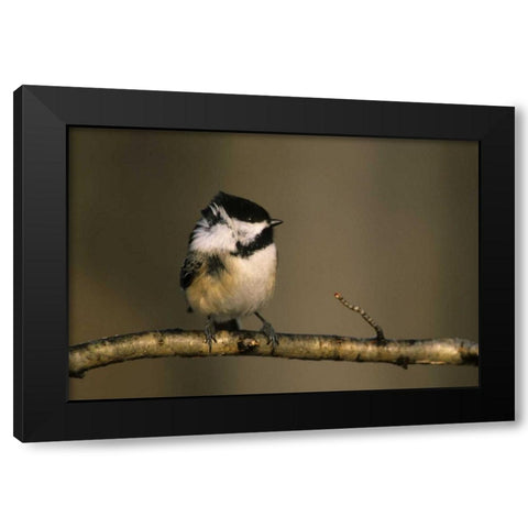 MI, Black-capped chickadee perched in winter wind Black Modern Wood Framed Art Print by Carlson, Mark