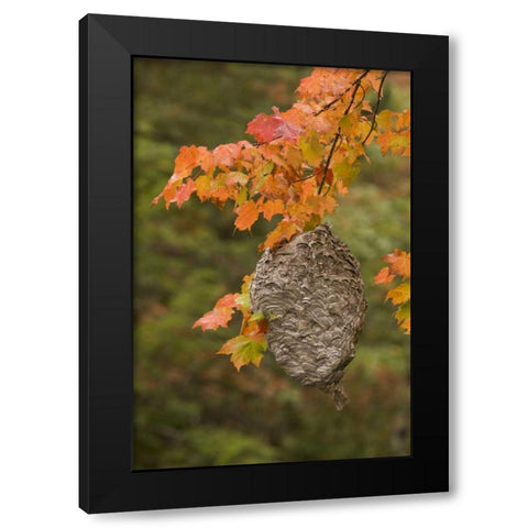 MI, Bald-faced hornet nest in a maple tree Black Modern Wood Framed Art Print by Grall, Don