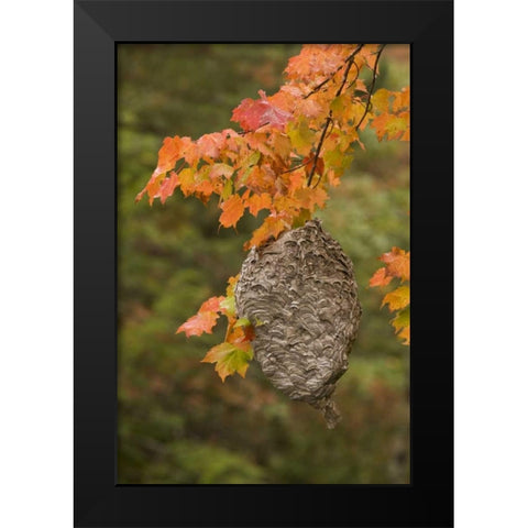 MI, Bald-faced hornet nest in a maple tree Black Modern Wood Framed Art Print by Grall, Don