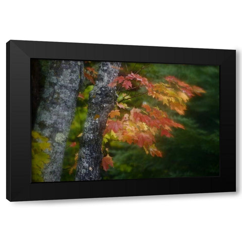Michigan Autumn colors of maple leaves Black Modern Wood Framed Art Print by Grall, Don