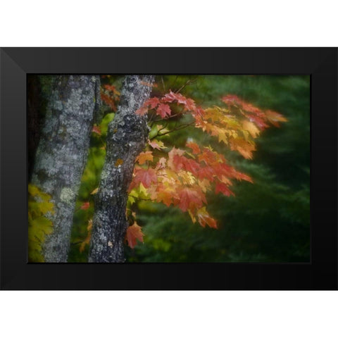 Michigan Autumn colors of maple leaves Black Modern Wood Framed Art Print by Grall, Don