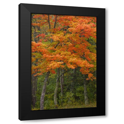 Michigan Autumn maple trees in full color Black Modern Wood Framed Art Print by Grall, Don