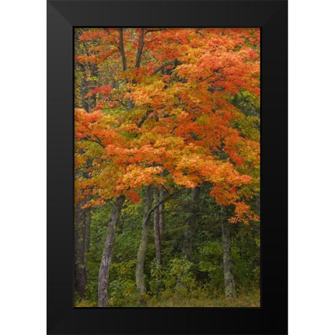 Michigan Autumn maple trees in full color Black Modern Wood Framed Art Print by Grall, Don