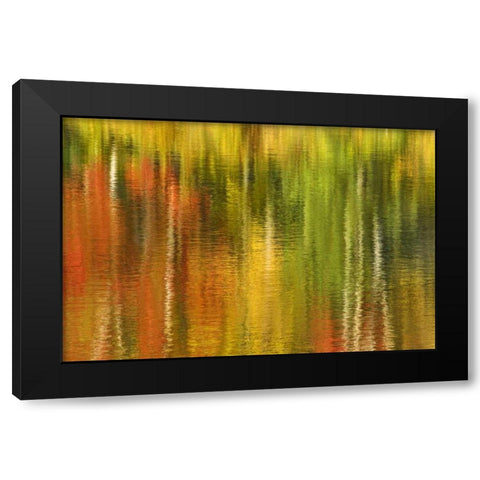 MI Reflection of autumn birch and maple trees Black Modern Wood Framed Art Print by Bush, Marie