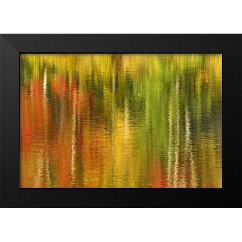 MI Reflection of autumn birch and maple trees Black Modern Wood Framed Art Print by Bush, Marie