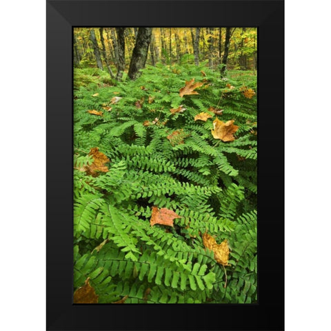 USA, Michigan Maiden hair fern in forest Black Modern Wood Framed Art Print by Rotenberg, Nancy
