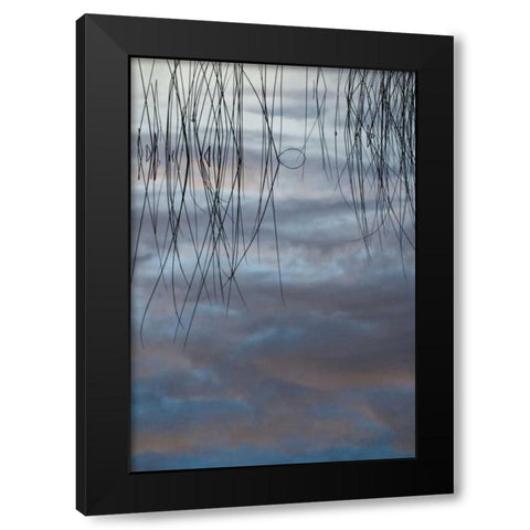 MI, Cloud reflections and reeds in Thornton Lake Black Modern Wood Framed Art Print by Rotenberg, Nancy
