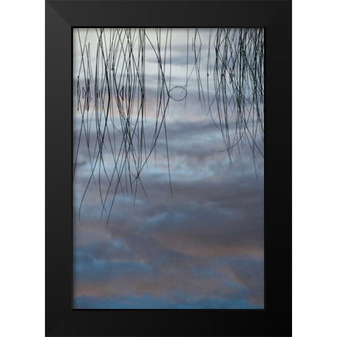 MI, Cloud reflections and reeds in Thornton Lake Black Modern Wood Framed Art Print by Rotenberg, Nancy