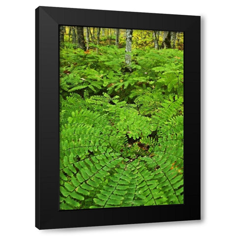 USA, Michigan Maiden hair fern in forest Black Modern Wood Framed Art Print with Double Matting by Rotenberg, Nancy