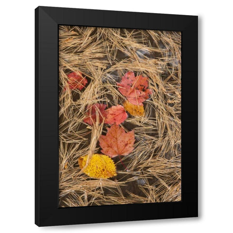MI, Autumn leaves and pine needles float in pool Black Modern Wood Framed Art Print with Double Matting by Grall, Don