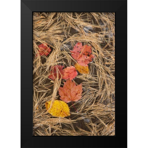 MI, Autumn leaves and pine needles float in pool Black Modern Wood Framed Art Print by Grall, Don