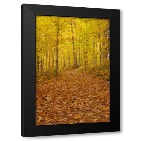 Michigan Fallen maple leaves on trail Black Modern Wood Framed Art Print by Grall, Don