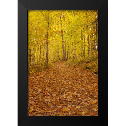 Michigan Fallen maple leaves on trail Black Modern Wood Framed Art Print by Grall, Don
