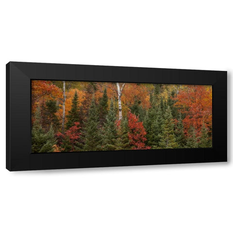 Michigan Evergreens and red maples in autumn Black Modern Wood Framed Art Print by Grall, Don