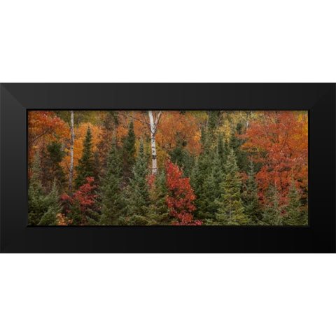 Michigan Evergreens and red maples in autumn Black Modern Wood Framed Art Print by Grall, Don
