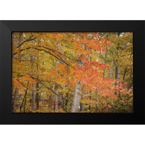 Michigan Red maple trees in autumn color Black Modern Wood Framed Art Print by Grall, Don
