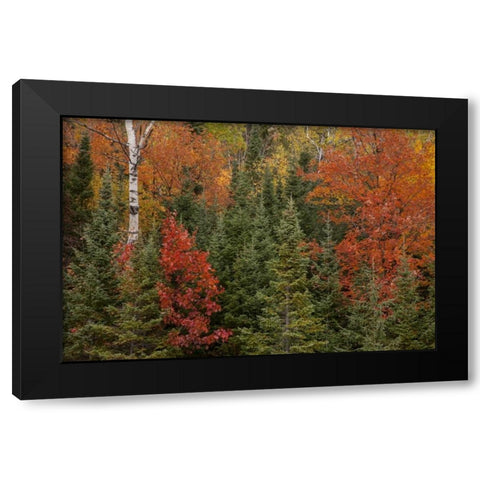 Michigan Evergreens and red maples in autumn Black Modern Wood Framed Art Print by Grall, Don
