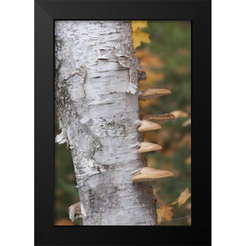 Michigan Shelf mushrooms on birch tree Black Modern Wood Framed Art Print by Grall, Don