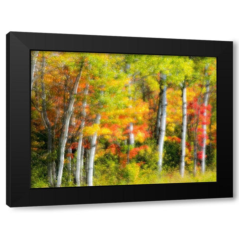 US-Michigan-Upper Peninsula Fall colors in the forest Black Modern Wood Framed Art Print by Eggers, Julie