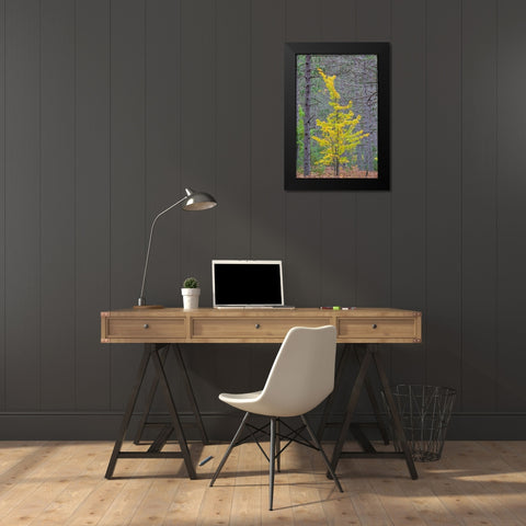 Yellow Maple tree in pine forest in fall-Alger County-Michigan Black Modern Wood Framed Art Print by Day, Richard and Susan