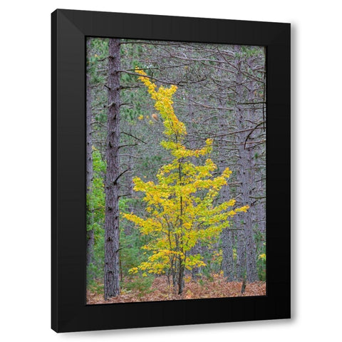 Yellow Maple tree in pine forest in fall-Alger County-Michigan Black Modern Wood Framed Art Print with Double Matting by Day, Richard and Susan