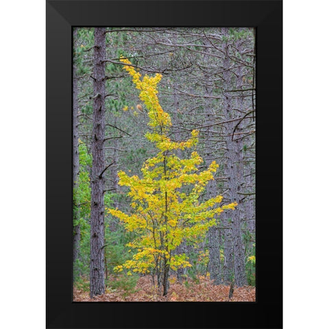 Yellow Maple tree in pine forest in fall-Alger County-Michigan Black Modern Wood Framed Art Print by Day, Richard and Susan