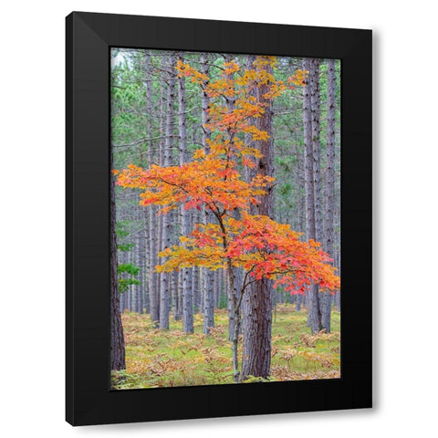 Red Maple tree in pine forest in fall-Alger County-Michigan Black Modern Wood Framed Art Print with Double Matting by Day, Richard and Susan
