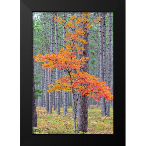 Red Maple tree in pine forest in fall-Alger County-Michigan Black Modern Wood Framed Art Print by Day, Richard and Susan