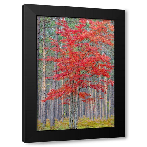 Red Maple tree in pine forest in fall-Alger County-Michigan Black Modern Wood Framed Art Print by Day, Richard and Susan
