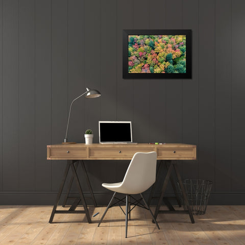 Aerial view of Hugoboom Lake in fall color-Alger County-Michigan Black Modern Wood Framed Art Print by Day, Richard and Susan
