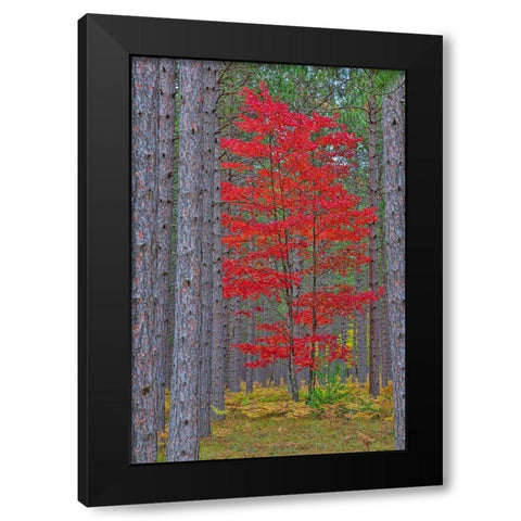 Red Maple tree in pine forest in fall-Alger County-Michigan Black Modern Wood Framed Art Print with Double Matting by Day, Richard and Susan