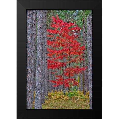 Red Maple tree in pine forest in fall-Alger County-Michigan Black Modern Wood Framed Art Print by Day, Richard and Susan