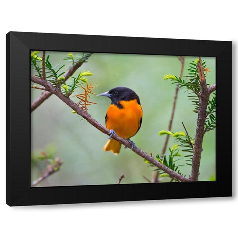 Minnesota-Mendota Heights-Mohican Lane-Baltimore Oriole Black Modern Wood Framed Art Print by Friel, Bernard