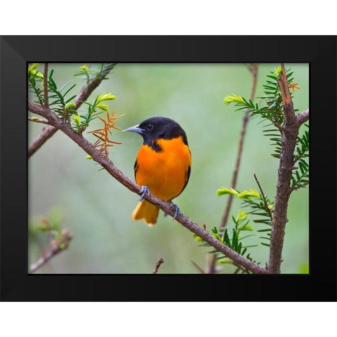 Minnesota-Mendota Heights-Mohican Lane-Baltimore Oriole Black Modern Wood Framed Art Print by Friel, Bernard