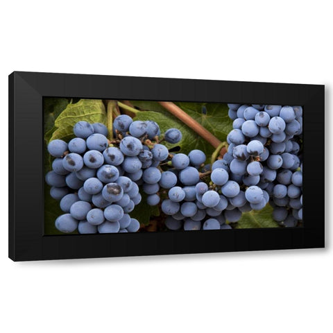 Argentina, Mendoza Purple grapes on the vine Black Modern Wood Framed Art Print with Double Matting by Kaveney, Wendy