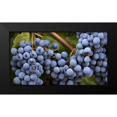 Argentina, Mendoza Purple grapes on the vine Black Modern Wood Framed Art Print by Kaveney, Wendy