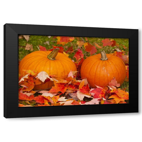 Minnesota Close-up of pumpkins and autumn leaves Black Modern Wood Framed Art Print with Double Matting by Illg, Cathy and Gordon