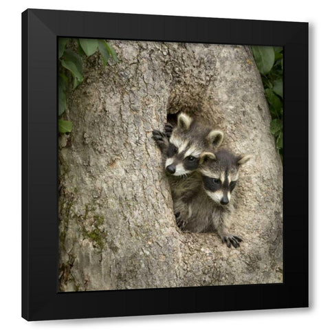 Minnesota, Sandstone Raccoons in a hollow tree Black Modern Wood Framed Art Print with Double Matting by Kaveney, Wendy
