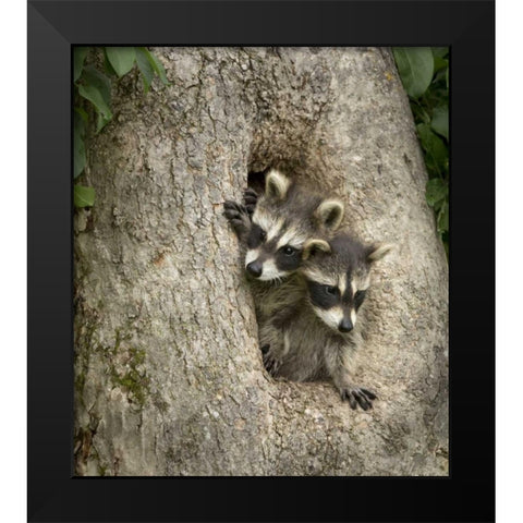 Minnesota, Sandstone Raccoons in a hollow tree Black Modern Wood Framed Art Print by Kaveney, Wendy
