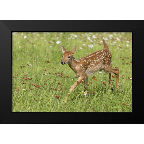 Minnesota White-tailed deer fawn in meadow Black Modern Wood Framed Art Print by Kaveney, Wendy