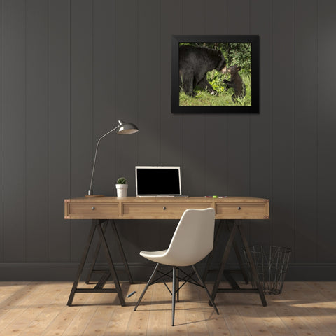 Minnesota, Sandstone Black bear mother and cub Black Modern Wood Framed Art Print by Kaveney, Wendy