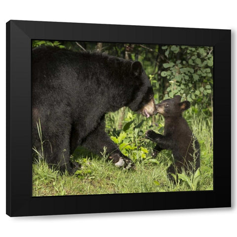 Minnesota, Sandstone Black bear mother and cub Black Modern Wood Framed Art Print with Double Matting by Kaveney, Wendy