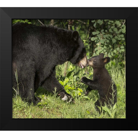 Minnesota, Sandstone Black bear mother and cub Black Modern Wood Framed Art Print by Kaveney, Wendy