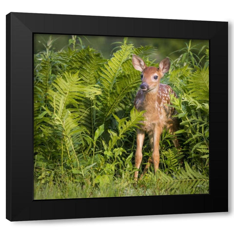 Minnesota White-tailed deer fawn in ferns Black Modern Wood Framed Art Print by Kaveney, Wendy