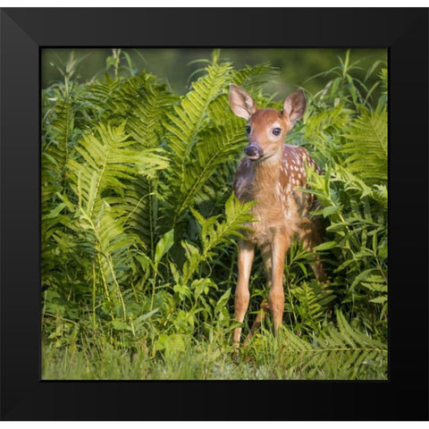 Minnesota White-tailed deer fawn in ferns Black Modern Wood Framed Art Print by Kaveney, Wendy