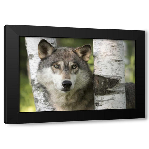 Minnesota, Sandstone Gray wolf between birch Black Modern Wood Framed Art Print by Kaveney, Wendy