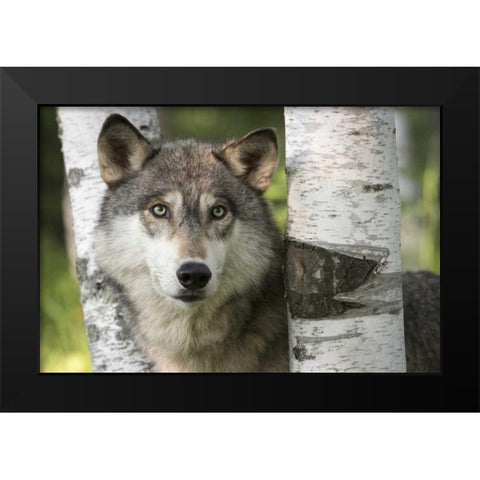 Minnesota, Sandstone Gray wolf between birch Black Modern Wood Framed Art Print by Kaveney, Wendy
