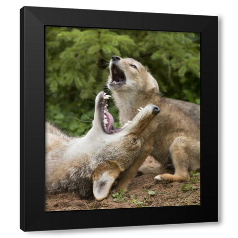 Minnesota, Sandstone Coyote and pup howling Black Modern Wood Framed Art Print by Kaveney, Wendy
